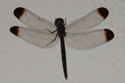 Uracis sp.